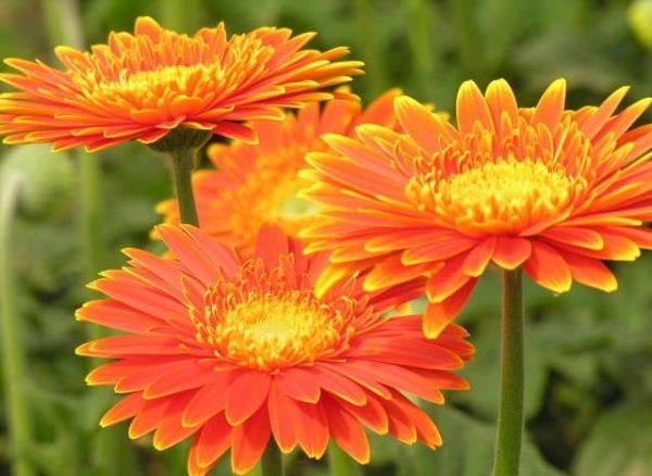 Các loại hoa dễ trồng trong chậu trang trí cho nhà thêm xinh