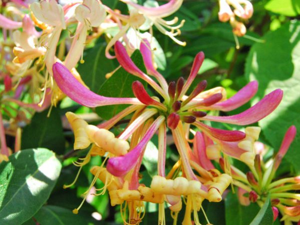 Hoa dây leo có mùi thơm thích hợp trồng trong vườn nhà
