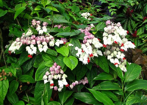 Hoa dây leo có mùi thơm thích hợp trồng trong vườn nhà