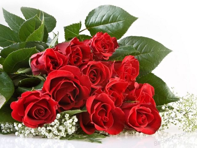 ý nghĩa của 11 bông hoa hồng trong tình yêu