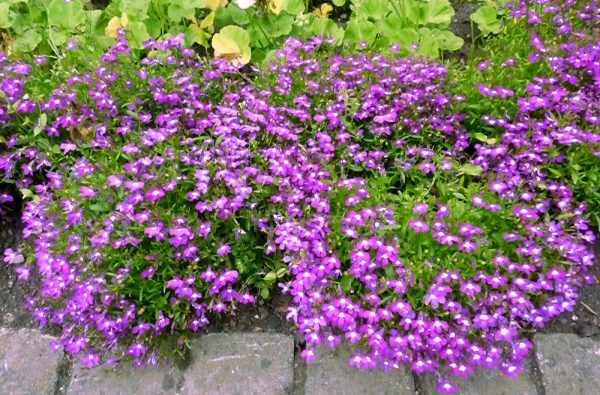 Các loại hoa dễ trồng trong vườn cho nhà thêm xinh
