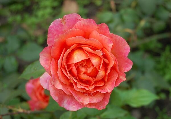 Các loại hoa hồng trên thế giới đẹp nức tiếng