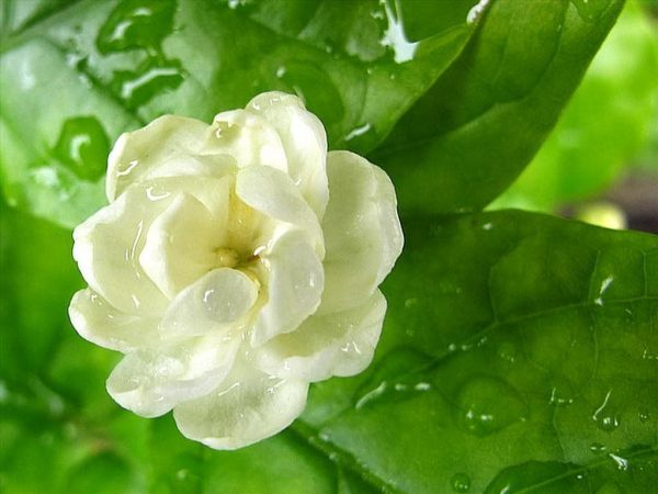 Ý nghĩa của hoa nhài – loài hoa thuần khiết