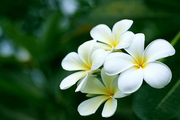 Ý nghĩa của hoa sứ - quốc hoa của Lào