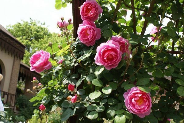 Các loại hoa màu hồng đẹp lãng mạn