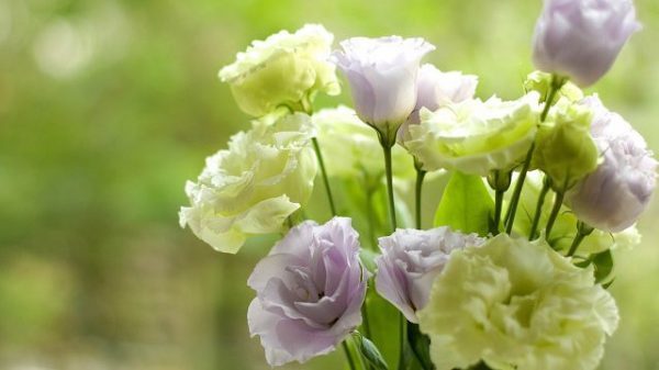 Ý nghĩa của hoa lan tường – loài hoa mang vẻ đẹp quý phái