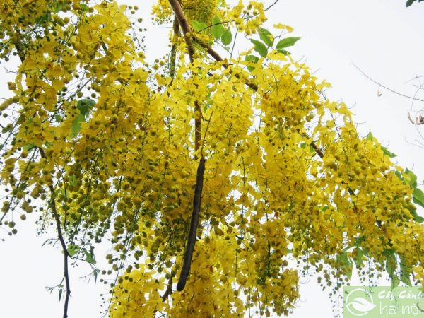 Ý nghĩa hoa bò cạp vàng – loài hoa báo hiệu thời khắc giao mùa