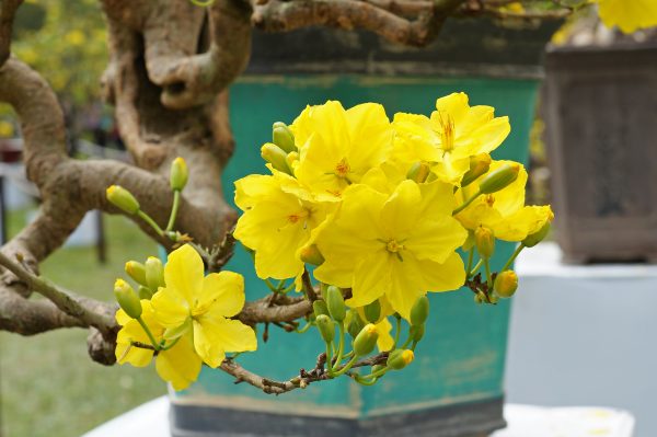 Cách chăm sóc cây mai vàng nở hoa đẹp ngày Tết