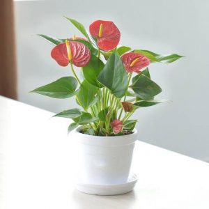Gợi ý cây hợp mệnh Hoả được nhiều người yêu thích