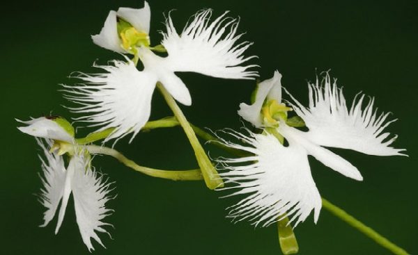 Ý nghĩa của hoa lan bạch hạc – loài hoa thanh cao