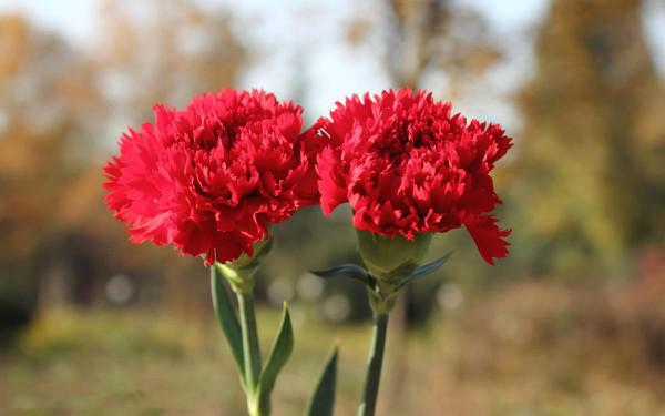 Đặc điểm và cách chăm sóc hoa cẩm chướng 