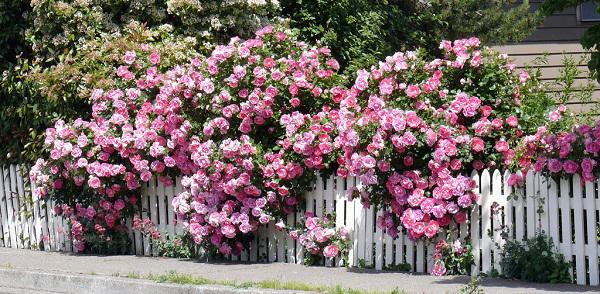 Đặc điểm và cách chăm sóc hoa hồng leo nở đẹp bốn mùa
