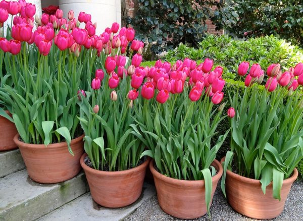 Đặc điểm và cách chăm sóc hoa tulip