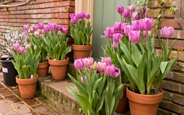 Đặc điểm và cách chăm sóc hoa tulip