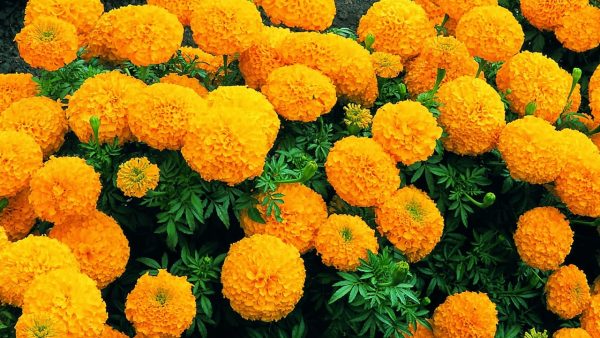 Những loại hoa màu cam đẹp nhất hút mọi ánh nhìn
