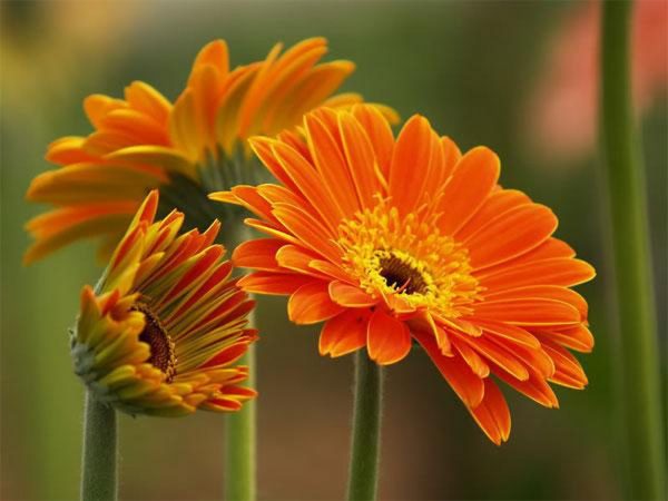 Những loại hoa màu cam đẹp nhất hút mọi ánh nhìn