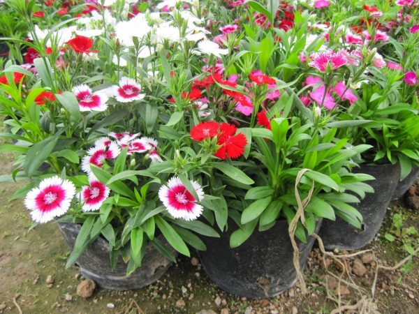 Cách trồng hoa cẩm chướng ra hoa đẹp như ý