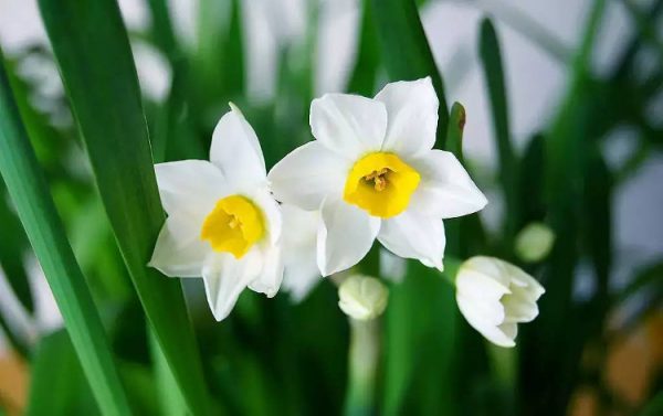 Điểm danh những loại hoa màu trắng đẹp nhất