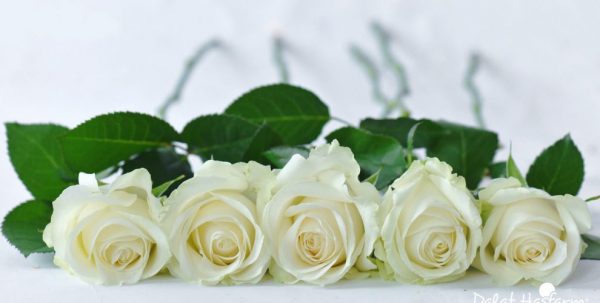 Điểm danh những loại hoa màu trắng đẹp nhất