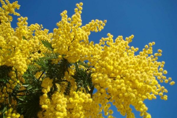 Ý nghĩa của hoa mimosa – loài hoa dễ thương và yên bình