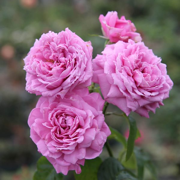 Các loại hoa hồng ngoại dễ trồng và dễ chăm sóc