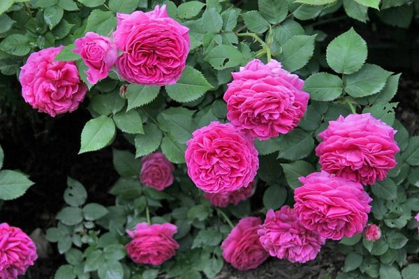 Các loại hoa hồng ngoại dễ trồng và dễ chăm sóc